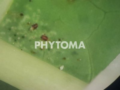 Tetranychus urticae